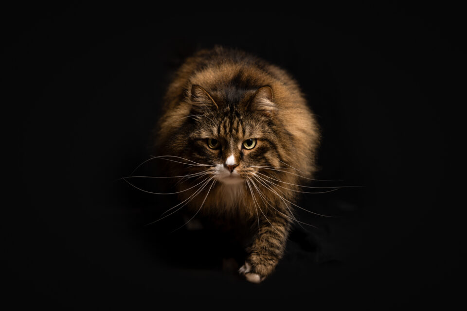 Kattenshoot Middelburg