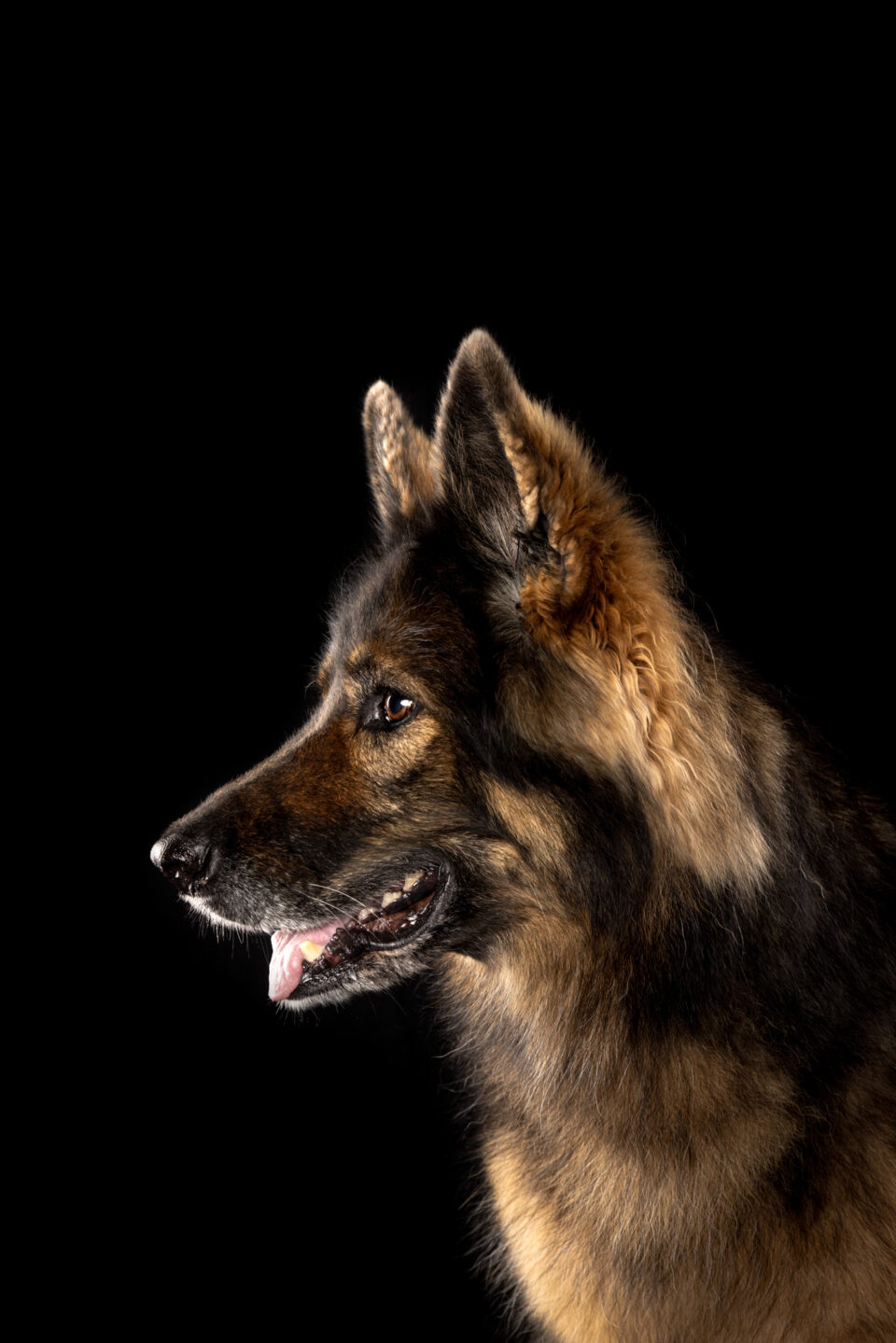 Fotoshoot Duitse herder